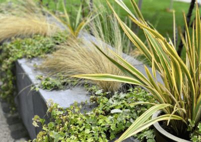 The Hospice Garden: A sanctuary of sensory delight